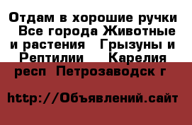 Отдам в хорошие ручки - Все города Животные и растения » Грызуны и Рептилии   . Карелия респ.,Петрозаводск г.